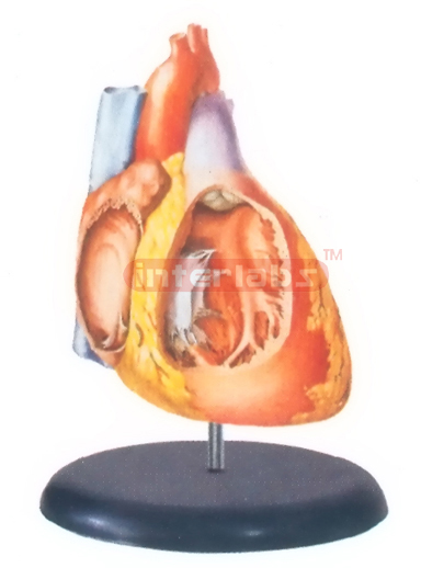 BIG ADVADCED ANATOMICAL HEART MODEL (INTEREOR OF THE BIGHT ATRIUM AND VENTRICLE)